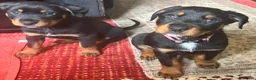 Mixed Breed dogs for sale: Border Rotty puppies for sale  - Advert 3