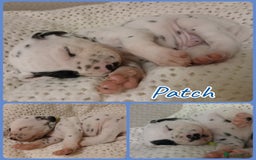 Dalmatian dogs for sale: Pedigree Dalmatian Puppies - Image 5
