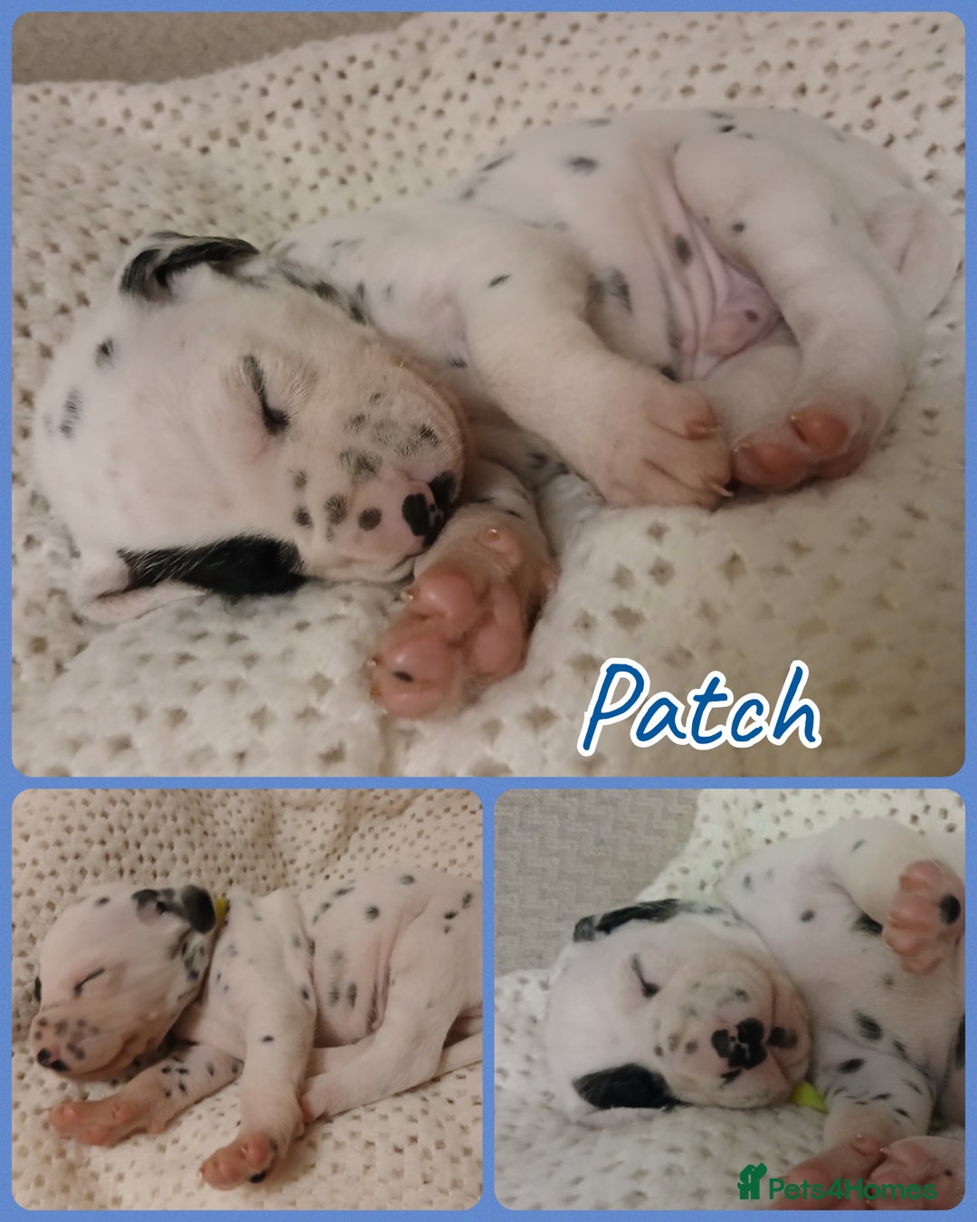 Dalmatian dogs for sale: Pedigree Dalmatian Puppies - Image 5