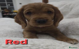 Cocker Spaniel dogs for sale: 🐾 Adorable Cocker Spaniel Puppies for Sale! 🐾 - Image 7