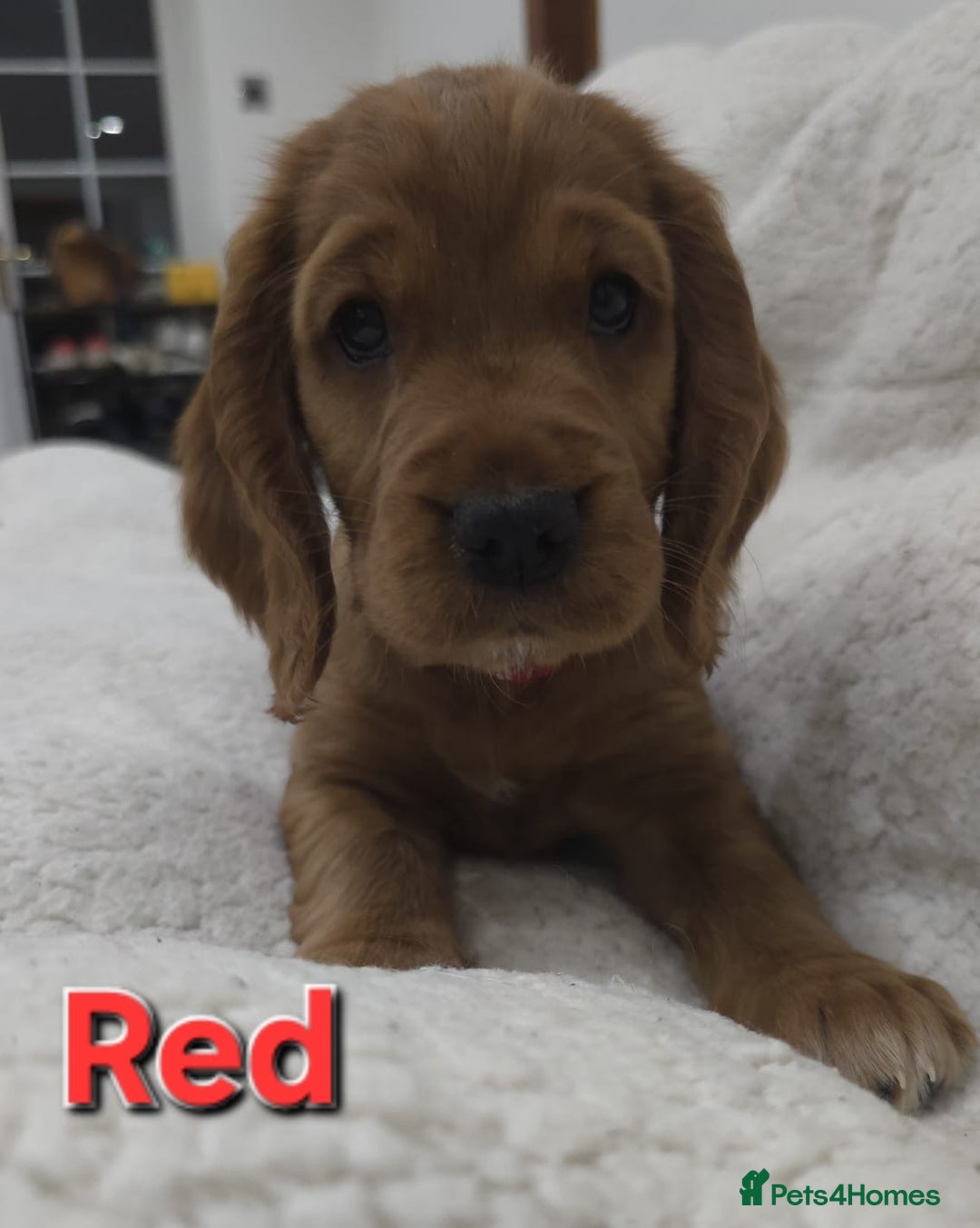 Cocker Spaniel dogs for sale: 🐾 Adorable Cocker Spaniel Puppies for Sale! 🐾 - Image 7
