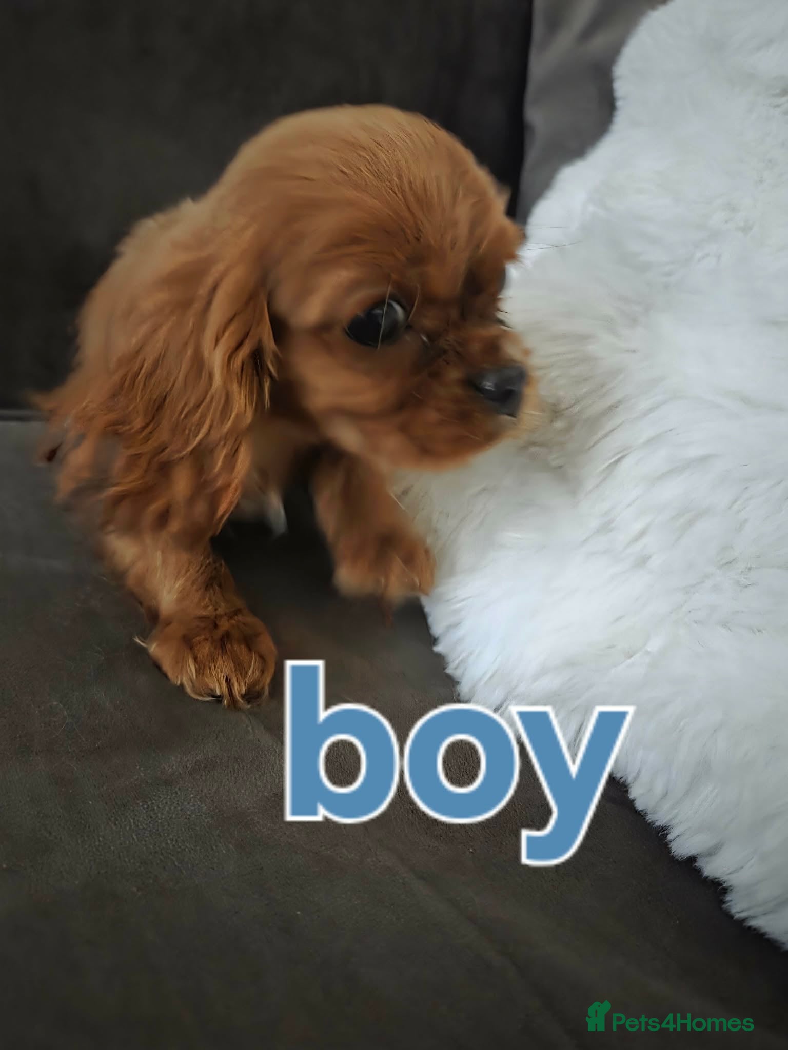 Cavalier King Charles Spaniel dogs Ready now 1 left avail Ruby cavalier King Charle - Advert 18