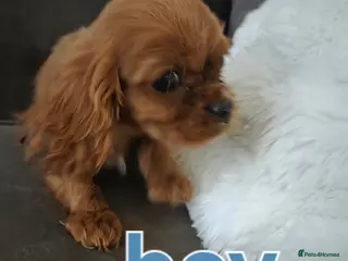Cavalier King Charles Spaniel dogs Ready now 1 left avail Ruby cavalier King Charle - Advert 18