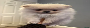  Puppy 3