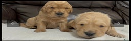 Golden Retriever dogs for sale: KC DNA tested gorgeous golden retriever puppies  - Advert 12