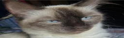 Ragdoll cats for sale: 6 ragdoll cross kittens  - Advert 2