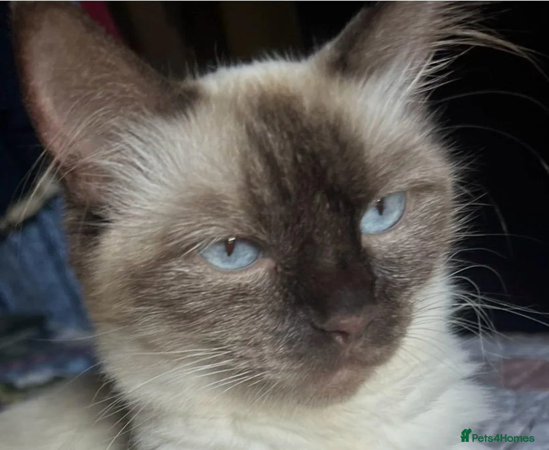 Ragdoll cats for sale: 6 ragdoll cross kittens  - Advert 2