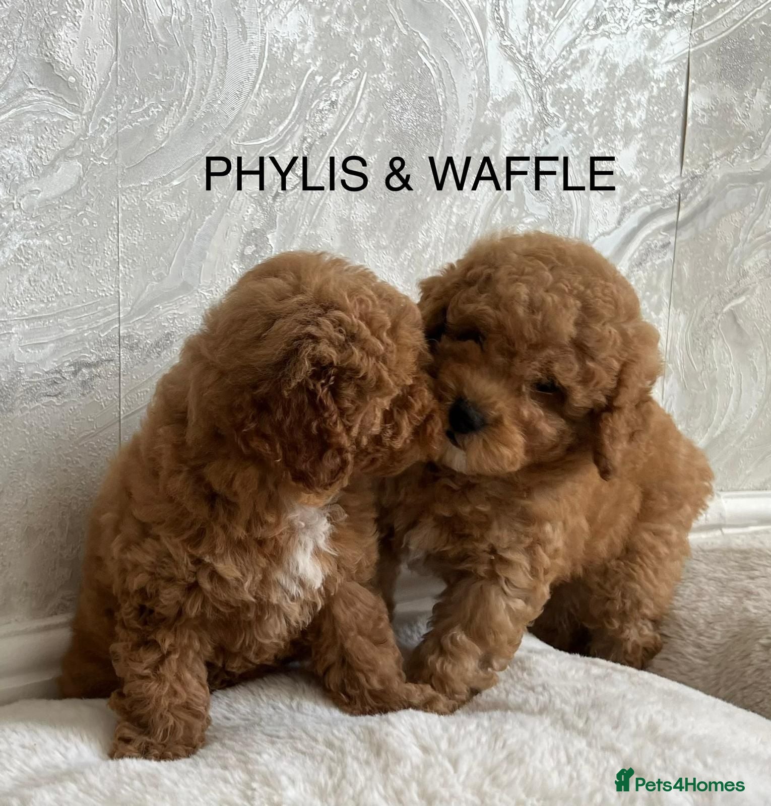 Cavapoo dogs   Teddy bear cavapoos ready now  - Advert 1