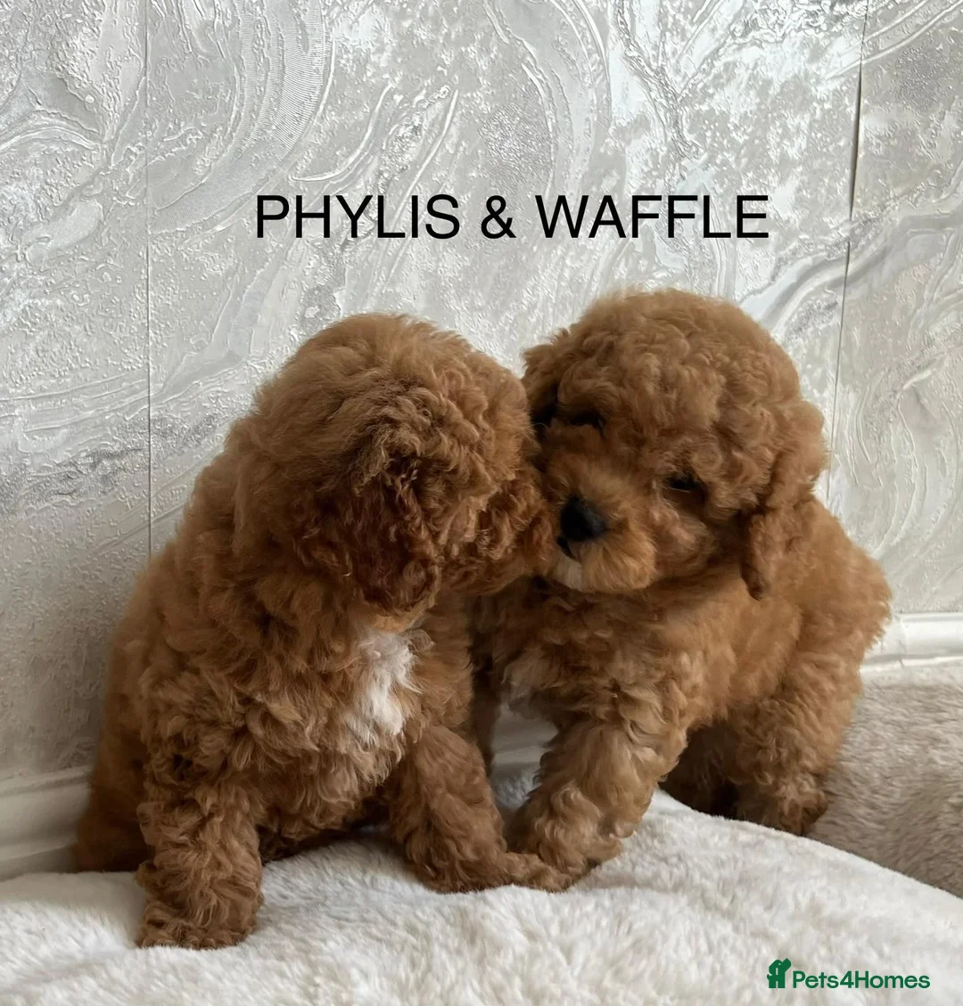 Cavapoo dogs for sale:   Teddy bear cavapoos ready now  in Bilston - Advert 1