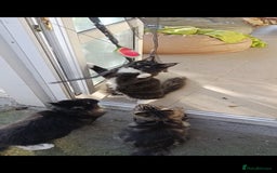 Maine Coon cats for sale: Maine-Coon kittens  - Image 22