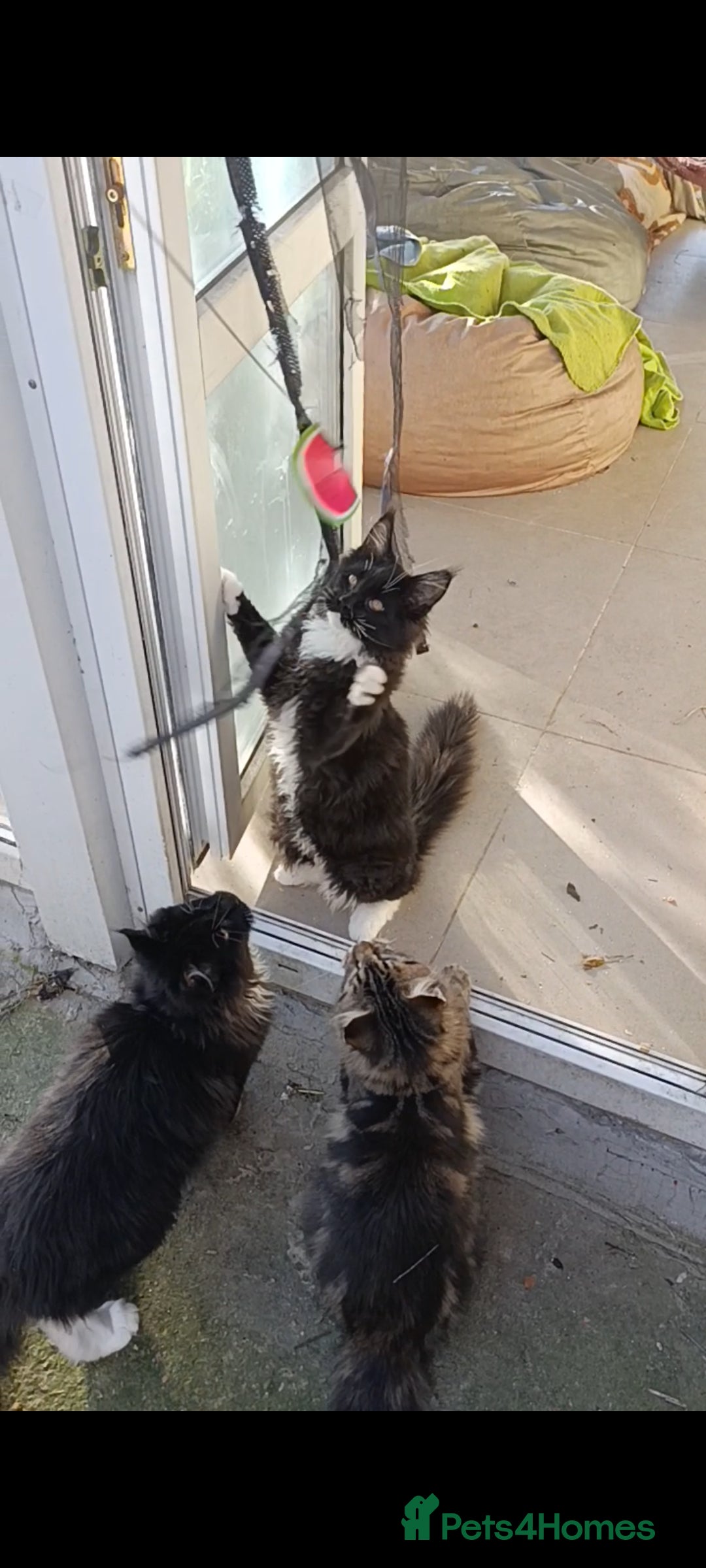 Maine Coon cats for sale: Maine-Coon kittens  - Image 22