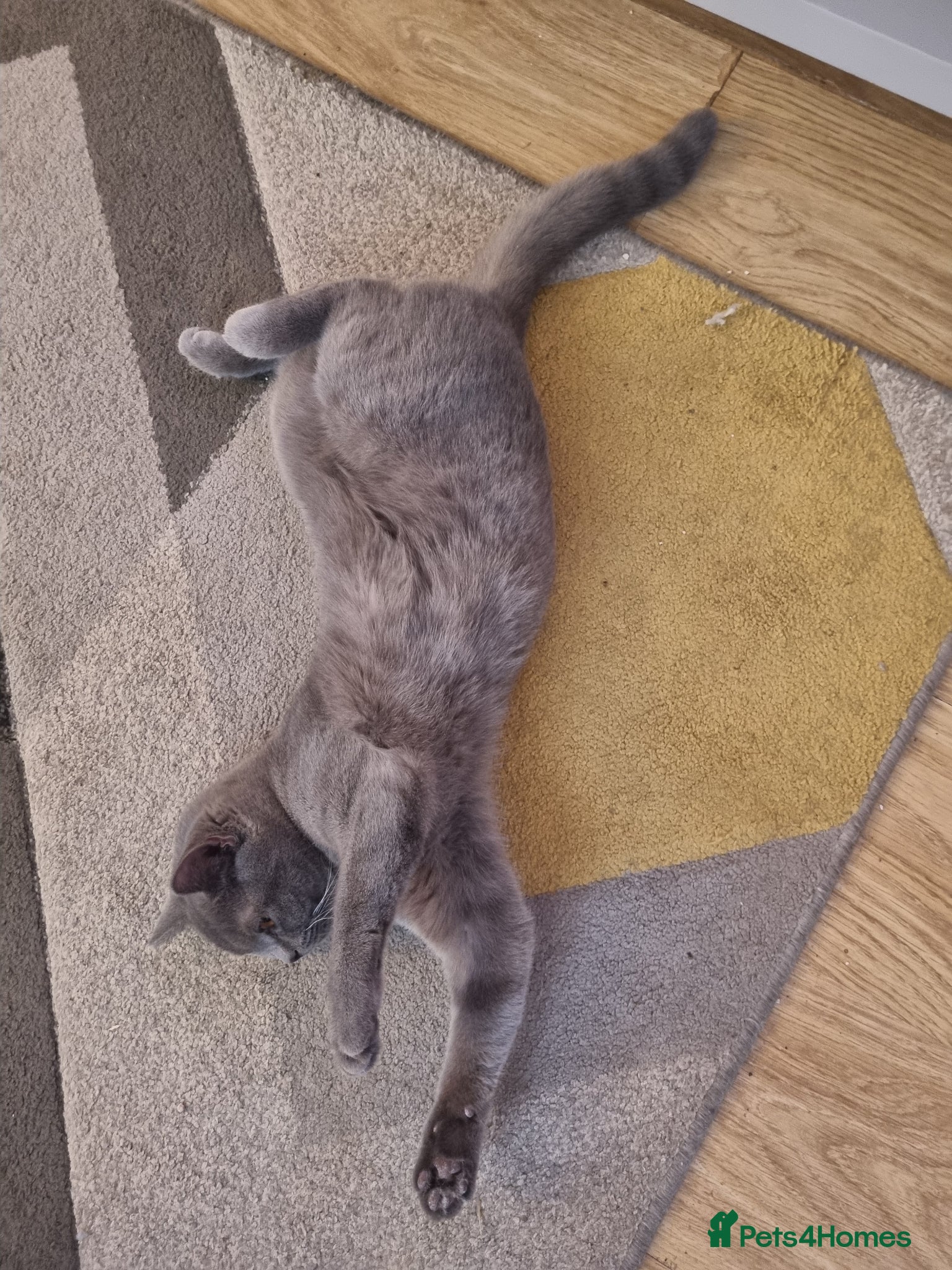 British Shorthair cats Colourpoint BSH - Advert 1