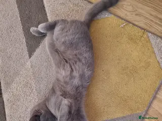 British Shorthair cats Colourpoint BSH - Advert 1