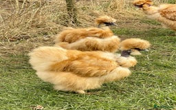 Chickens poultry for sale: Pair of golden showgirl silkies  - Image 1