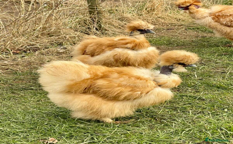 Chickens poultry - Advert 1