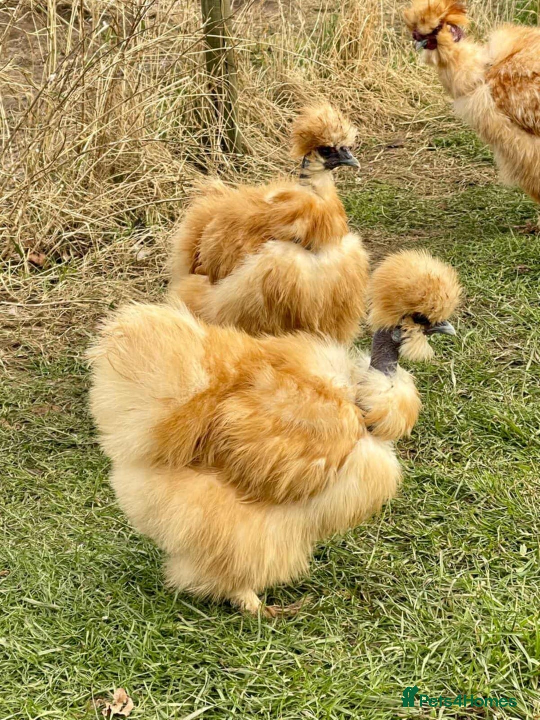 Chickens poultry for sale: Pair of golden showgirl silkies  - Image 1