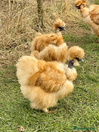 Chickens poultry - Advert 1