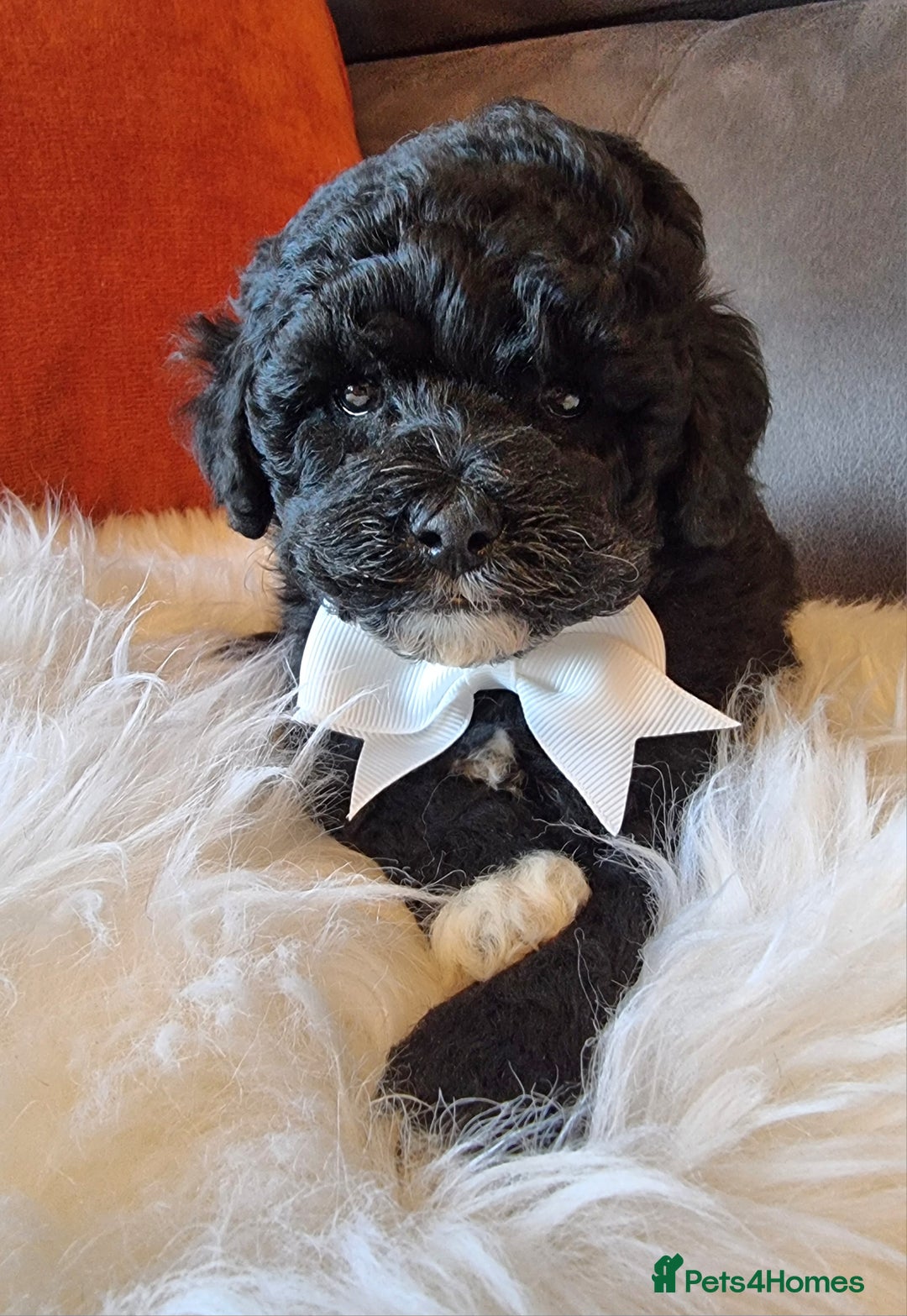 Shihpoo dogs for sale: Adorable best friend Shihpoo pups Fully Vaccinated - Advert 25
