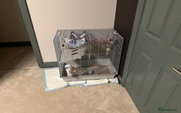 Rat rodents for sale: Two male rats - Image 2