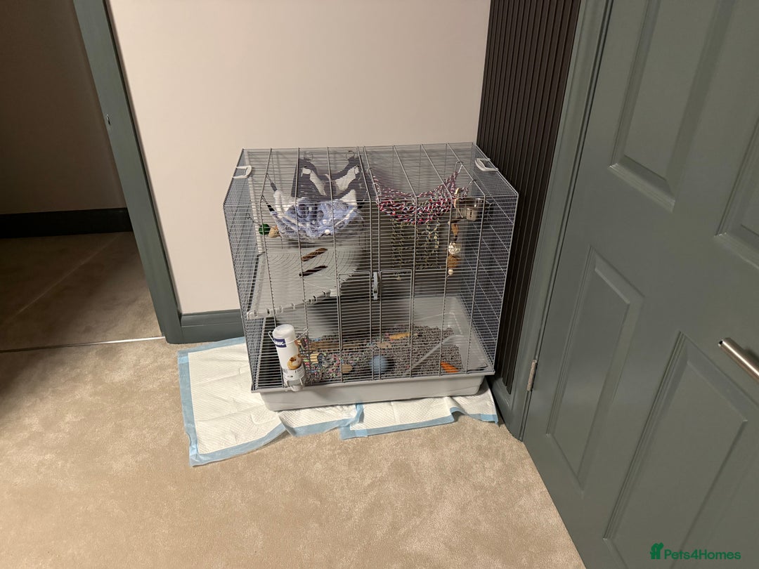 Rat rodents for sale: Two male rats - Image 2
