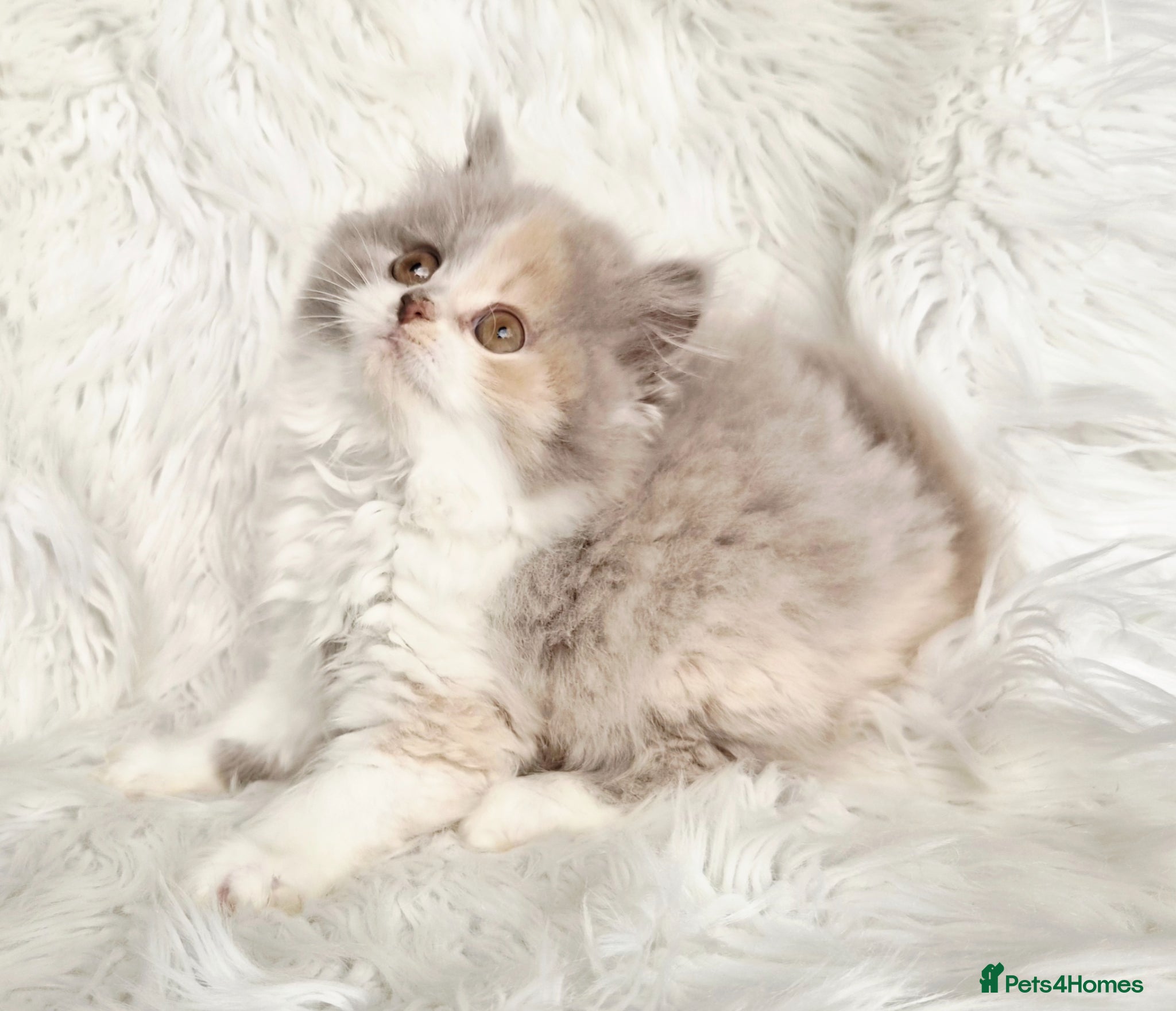 British Shorthair cats Gorgeous extremely loving longhaired girl - Advert 3