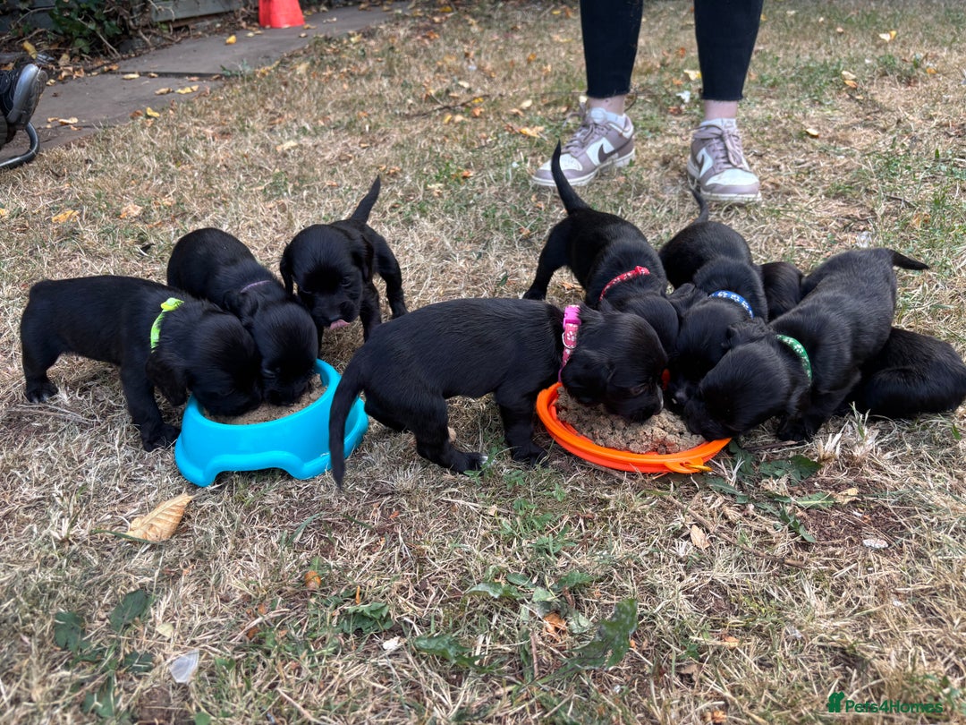 Sprocker dogs for sale: Sprocker Puppies - Image 10