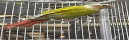 Conures birds for sale: Pineapple conure for sale in Swadlincote - Advert 2