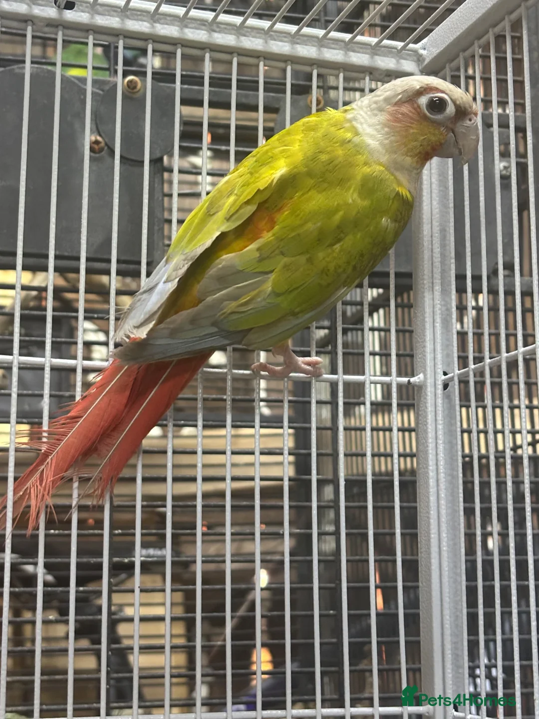 Conures birds for sale: Pineapple conure for sale in Swadlincote - Advert 2