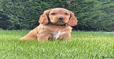 Cocker Spaniel dogs - Advert 4