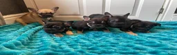 French Bulldog dogs for sale: 5 Frenchie pups ready for their forever homes🐶🏡 - Advert 13
