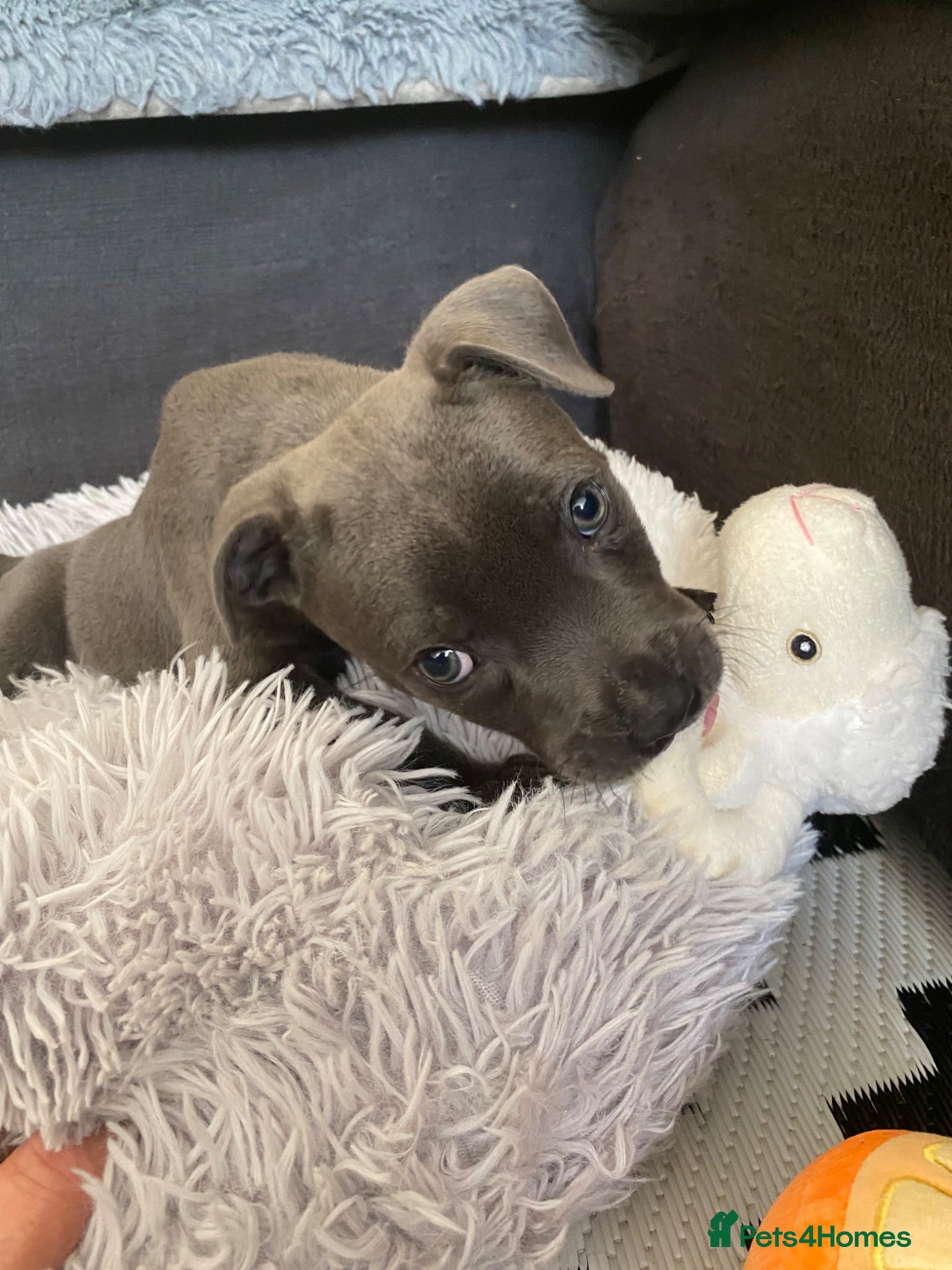 Staffordshire Bull Terrier dogs Last Boy Ready for his Forever Home ♥️ - Advert 15