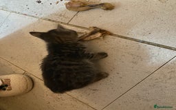 Mixed Breed cats for sale: kittens Bengal x microchipped flea/worm.insured.  - Image 3