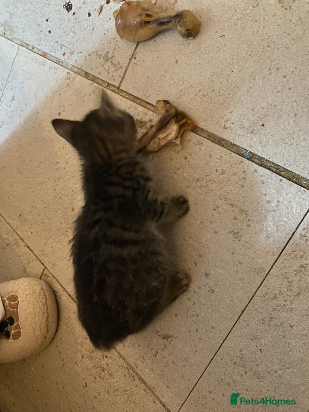 Mixed Breed cats for sale: kittens Bengal x microchipped flea/worm.insured.  - Image 3