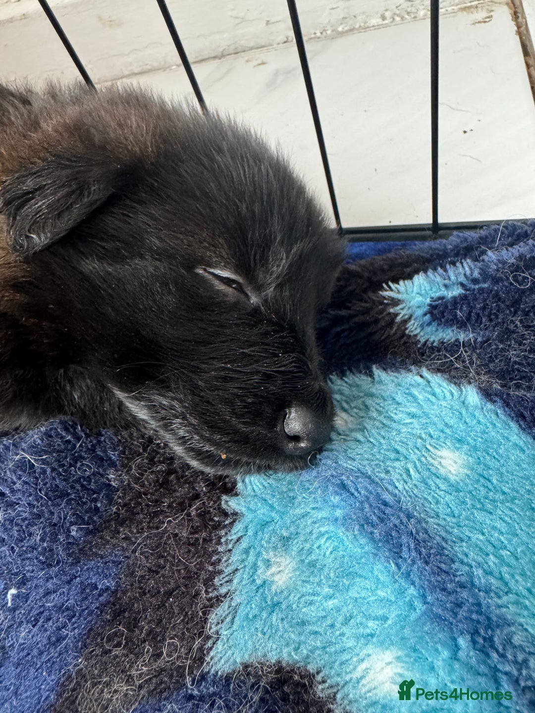 German Shepherd dogs for sale: German Shepherd Puppies  - Image 25