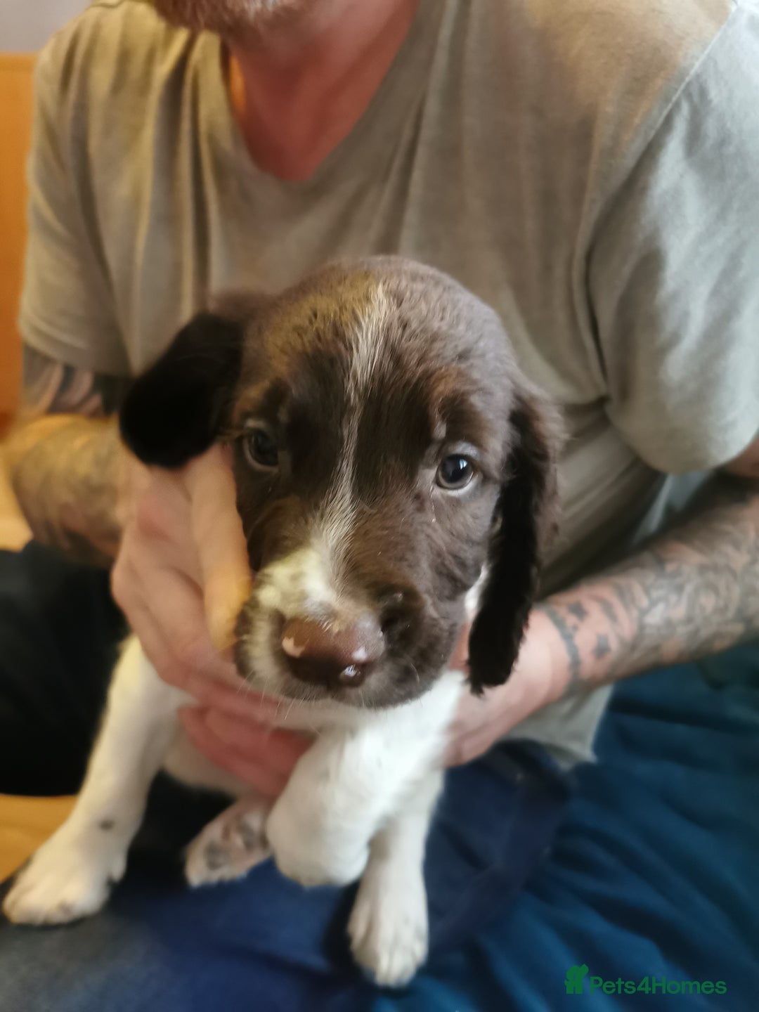 English Springer Spaniel dogs for sale: 9 Beautifully marked English Springer Spaniels  - Image 6