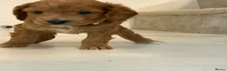 Cockapoo dogs for sale: Cockapoo puppies  - Advert 18