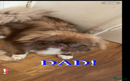 Pekingese dogs for sale: Pekingese puppy (3 girls and 3 boys left) - Image 20