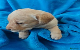 Labrador Retriever dogs for sale: Stunning KC registered fully health tested puppies - Image 8