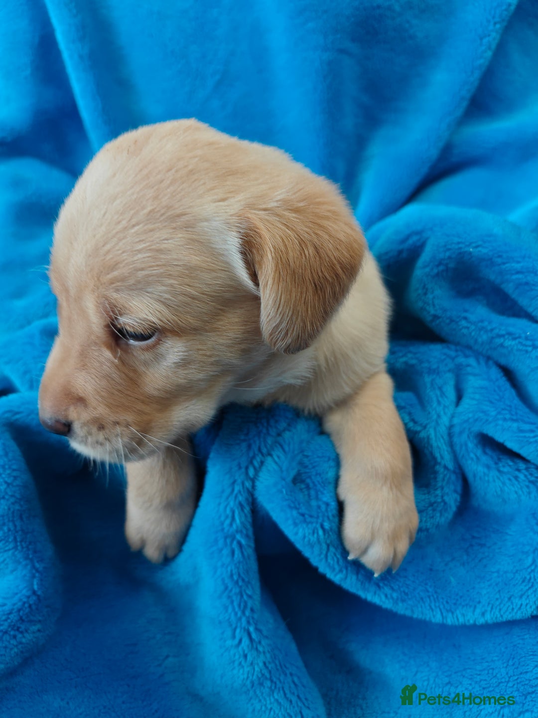 Labrador Retriever dogs for sale: Stunning KC registered fully health tested puppies - Image 8