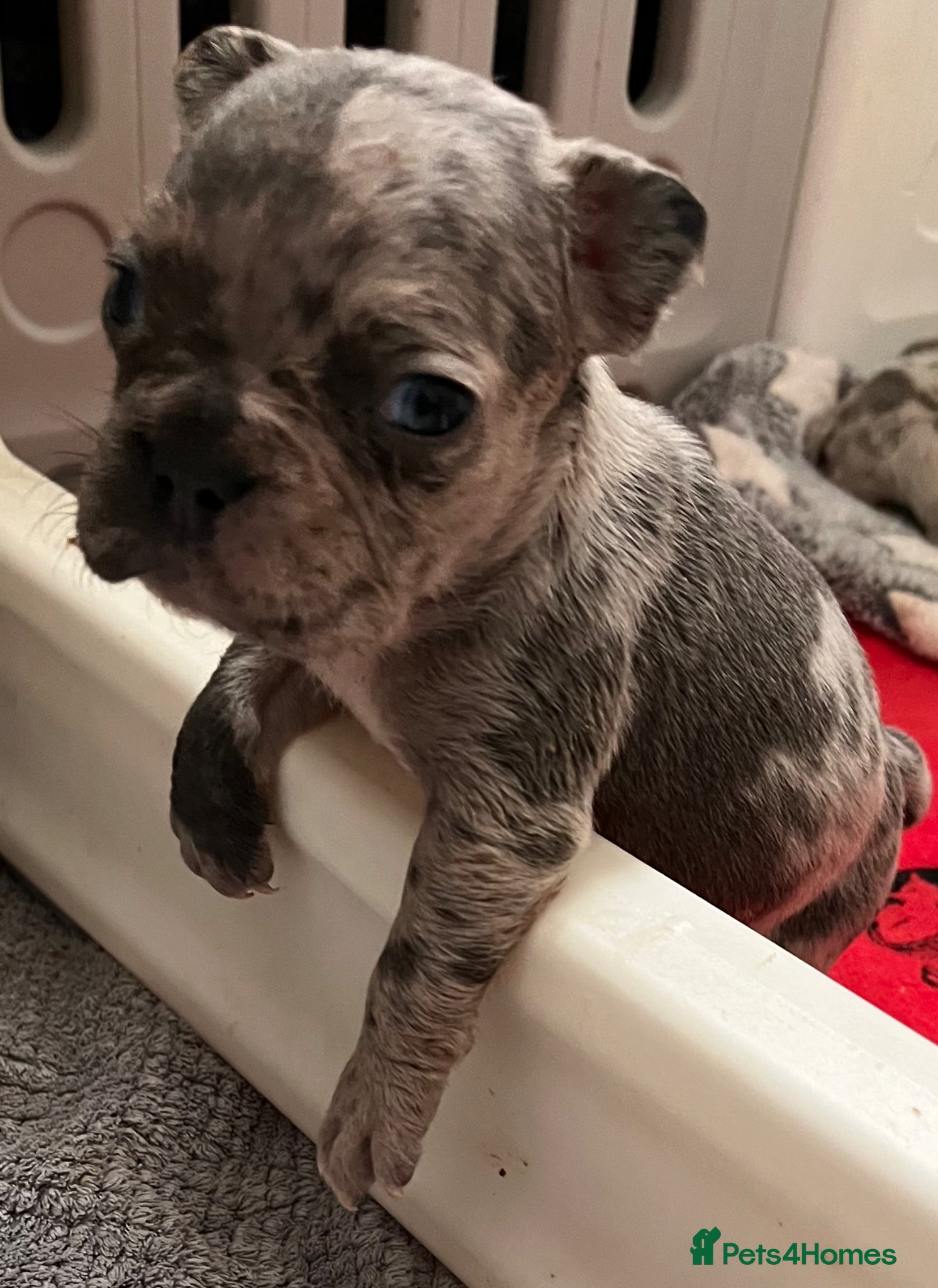 French Bulldog dogs 3 Beautiful french bulldog puppies  - Advert 5