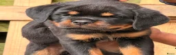 Rottweiler dogs for sale: Top quality kc pups for sale timitor X edelstein - Advert 6