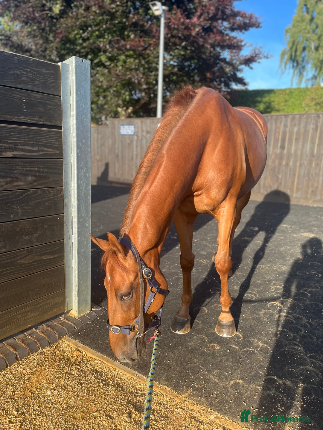 Irish Thoroughbred horses for sale: Fabulous Big Red - Image 6