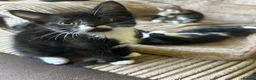Mixed Breed cats for sale: Cute kittens - Advert 11
