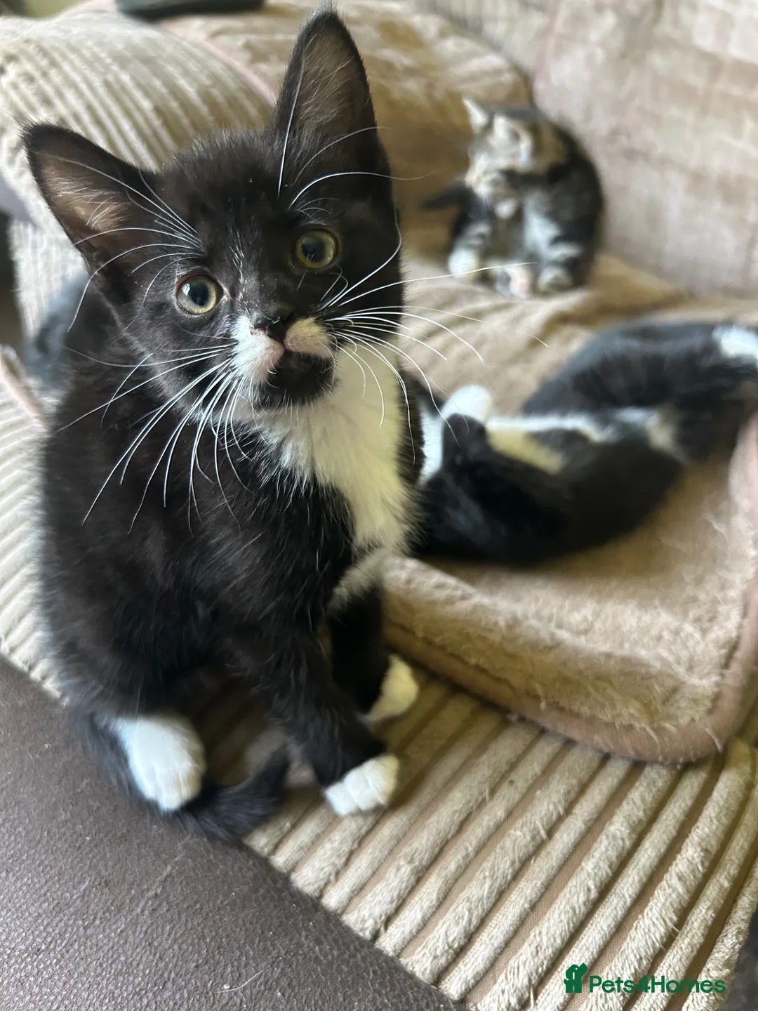 Mixed Breed cats for sale: Cute kittens - Advert 11