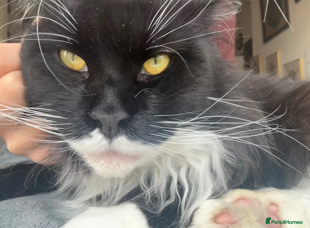 Maine Coon cats for sale: uther - male maine coon un-neutered  - Advert 2
