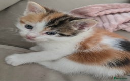 Mixed Breed cats for sale: Fluffy kittens - Image 5