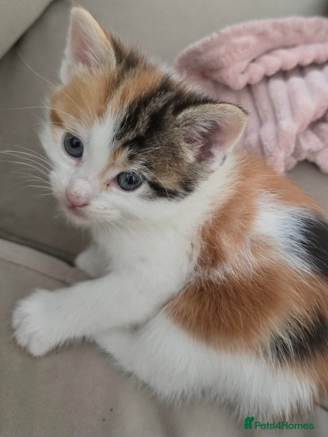 Mixed Breed cats for sale: Fluffy kittens - Image 5