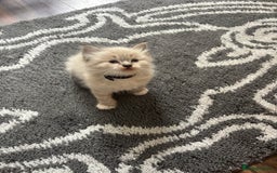 Ragdoll cats for sale: Ragdoll kittens - Image 27