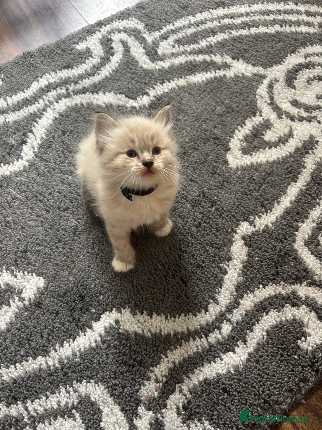 Ragdoll cats for sale: Ragdoll kittens - Image 27
