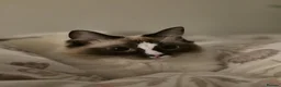 Ragdoll cats for sale: Ragdoll - Maggie in Middlesbrough - Advert 3